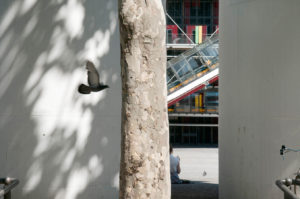 Paris, Beaubourg, typologie, tronc d’arbre, pigeon, ville,arbre, rue, urbain,